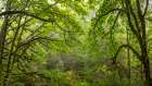 USA-Washington State-Seabeck Bigleaf maple trees in Anderson Landing County Park Art Print